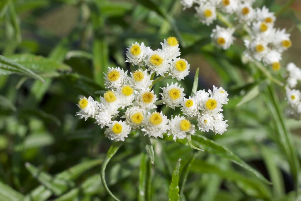 Close-up of pearly everlasting flowers showing white, papery bracts and yellow centers.