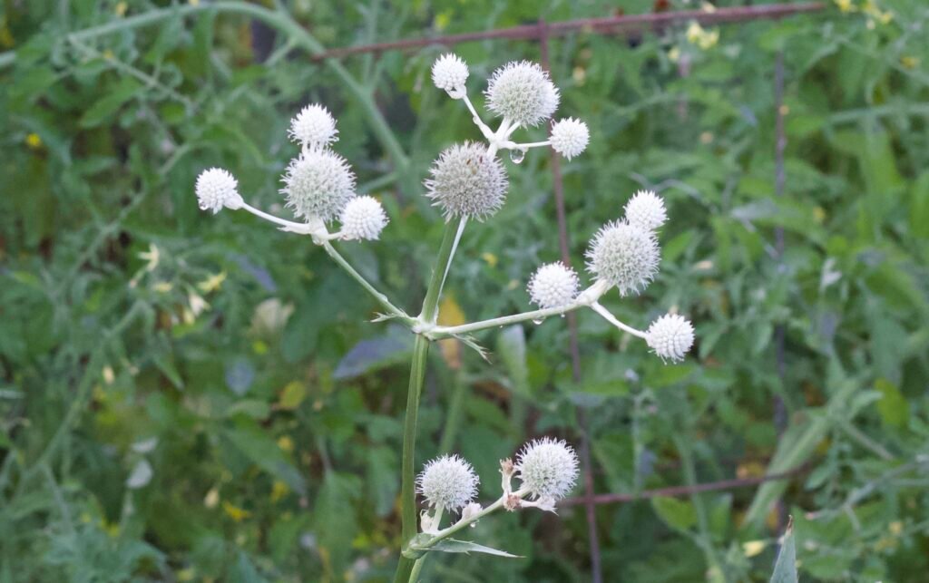 Cluster of rattlesnake master (Eryngium yuccifolium) flowers with stems turning white.