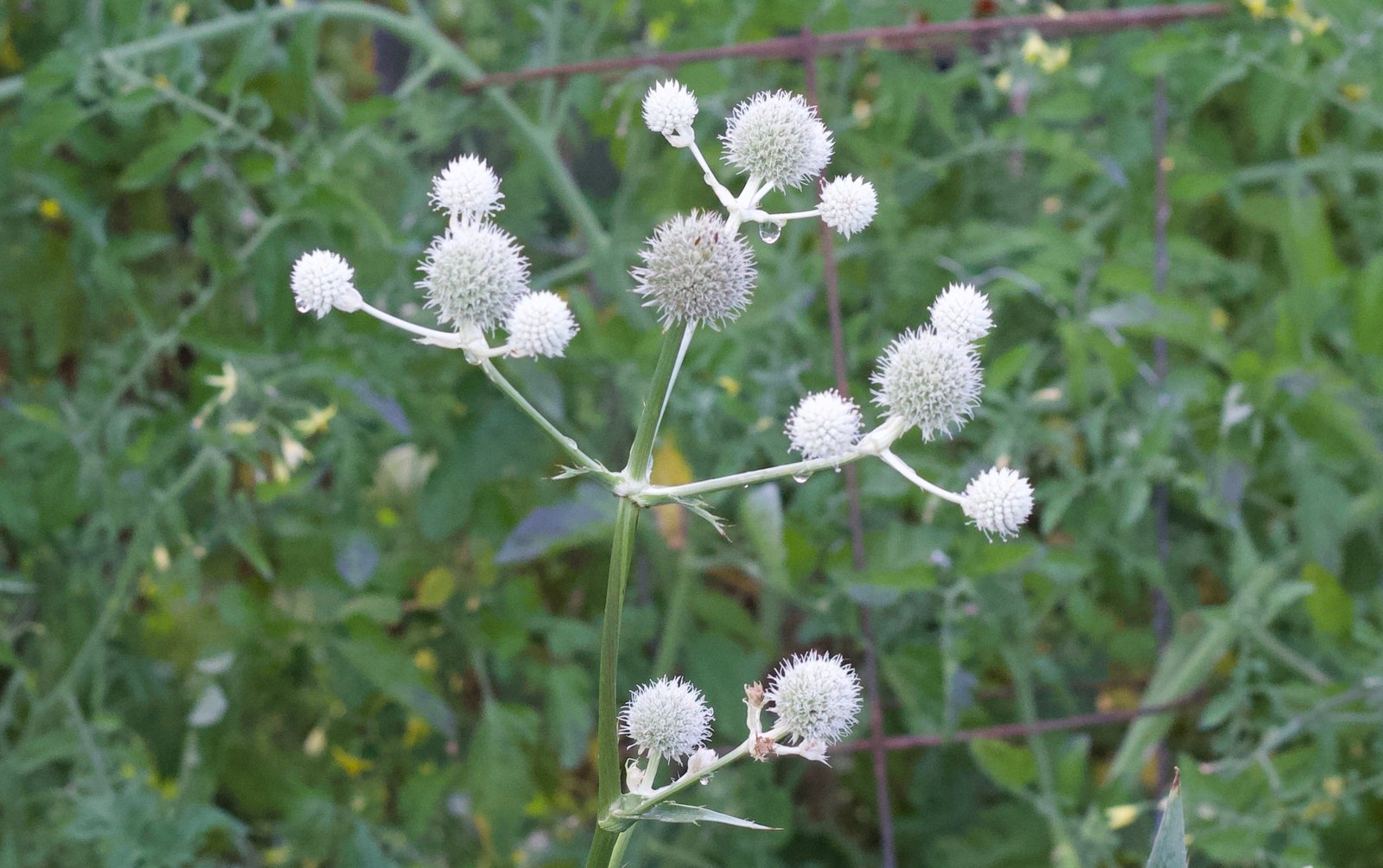Cluster of rattlesnake master (Eryngium yuccifolium) flowers with stems turning white.