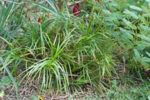 Palm sedge growing in a native garden, showing its distinctive palm-like leaves and upright form.