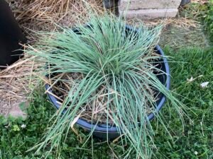 June grass growing in a container, showing fine-textured green blades and compact clumping form in a garden setting.