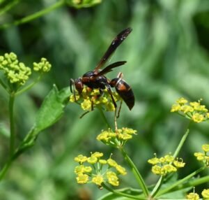 Northern paper wasp (Polistes fuscatus) perched on a plant stem, showing its slender body and folded wings.
