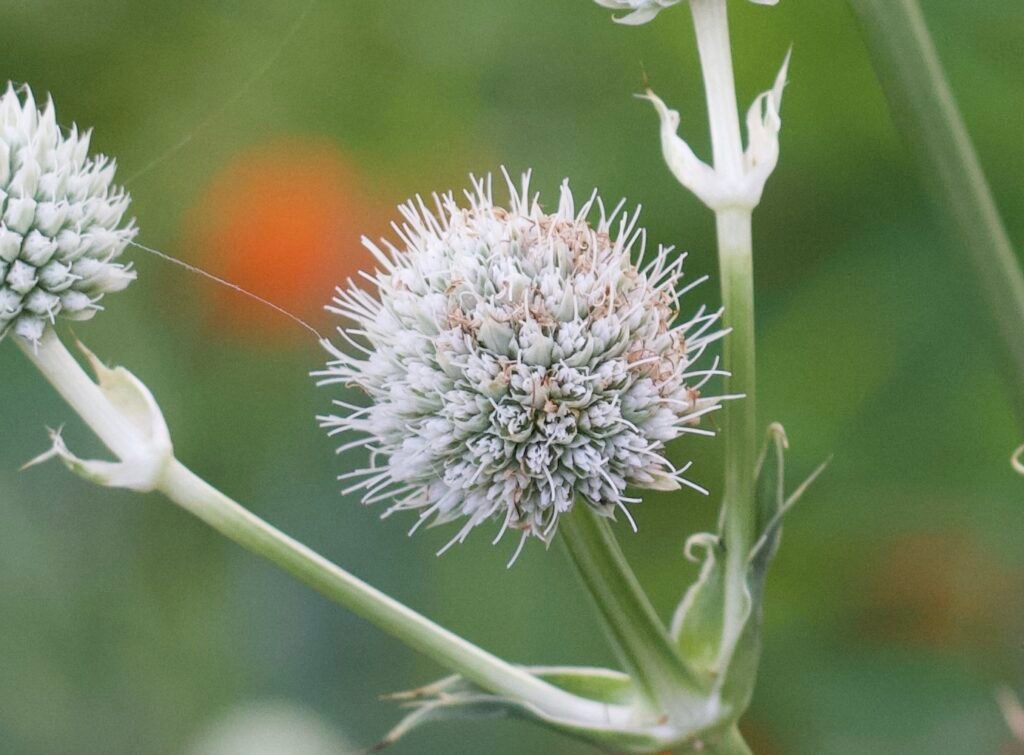 Rattlesnake master copy Close-up of a single rattlesnake master (Eryngium yuccifolium) flower head in bloom.