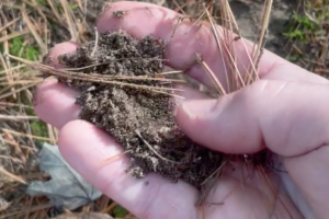 A hand displaying the texture of sandy soil.
