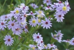 Close-up of a heart-leaved aster flower with pale lavender petals and a yellow to dark red centers.