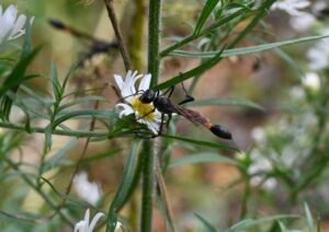 Close-up of a thread-waisted sand wasp with a slender black body and long legs.