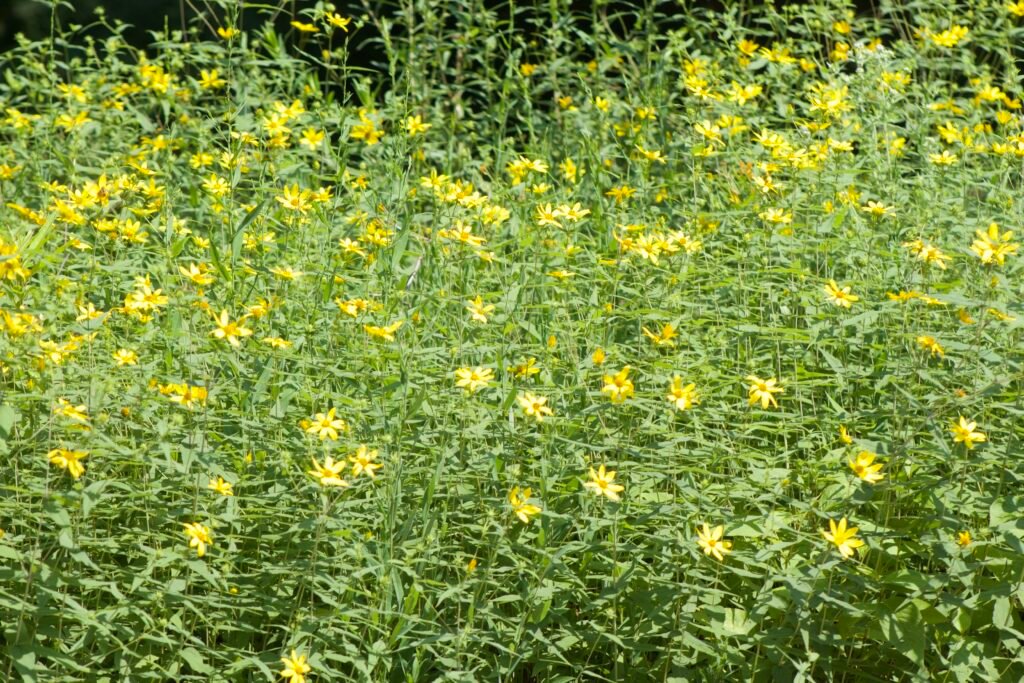 A large group of small yellow sunflowers amongst dense green foliage along a forest edge.