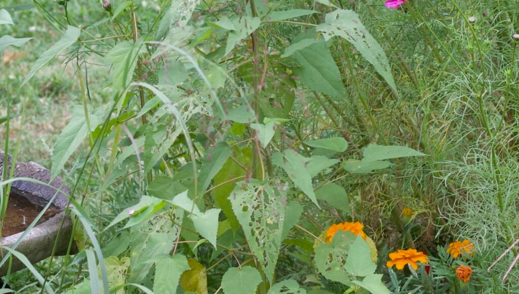 caterpillar food Rosemallow plant with leaves heavily eaten by caterpillars, showing active use as a native host plant.