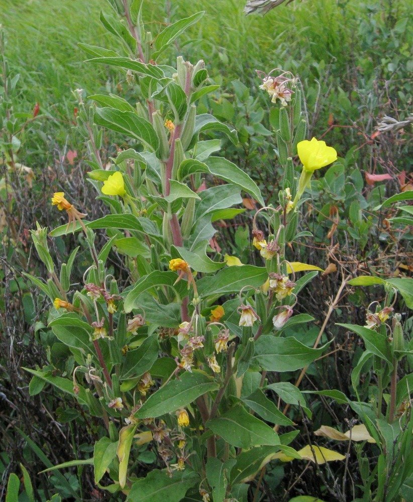 common evening primrose Bright yellow flowers of the evening primrose, above the green foliage.