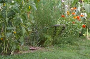Palm sedge growing among sunflowers, Ohio spiderwort, narrowleaf vervain, partridge pea, and cosmos in a diverse native garden planting.