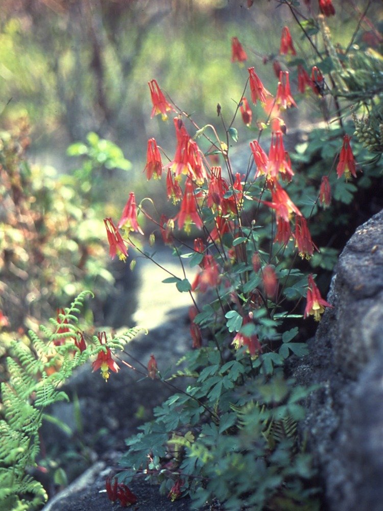 Wild columbine (Aquilegia canadensis) growing among rocky forest floor stones in a partially shaded woodland setting