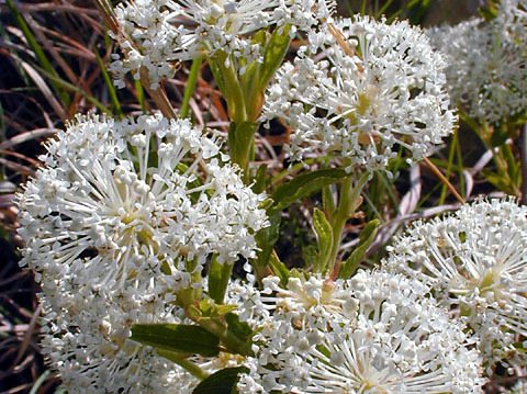 Bright white, pom pom shaped flowers of the New Jersey Tea native shrub.