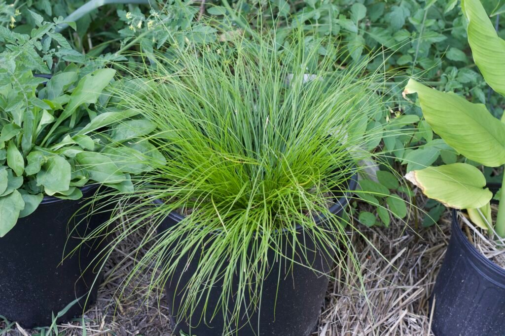 eastern-star-sedge-native-grass Eastern star sedge (Carex radiata) growing in a pot, showing fine-textured, arching foliage suited for partial shade gardens.