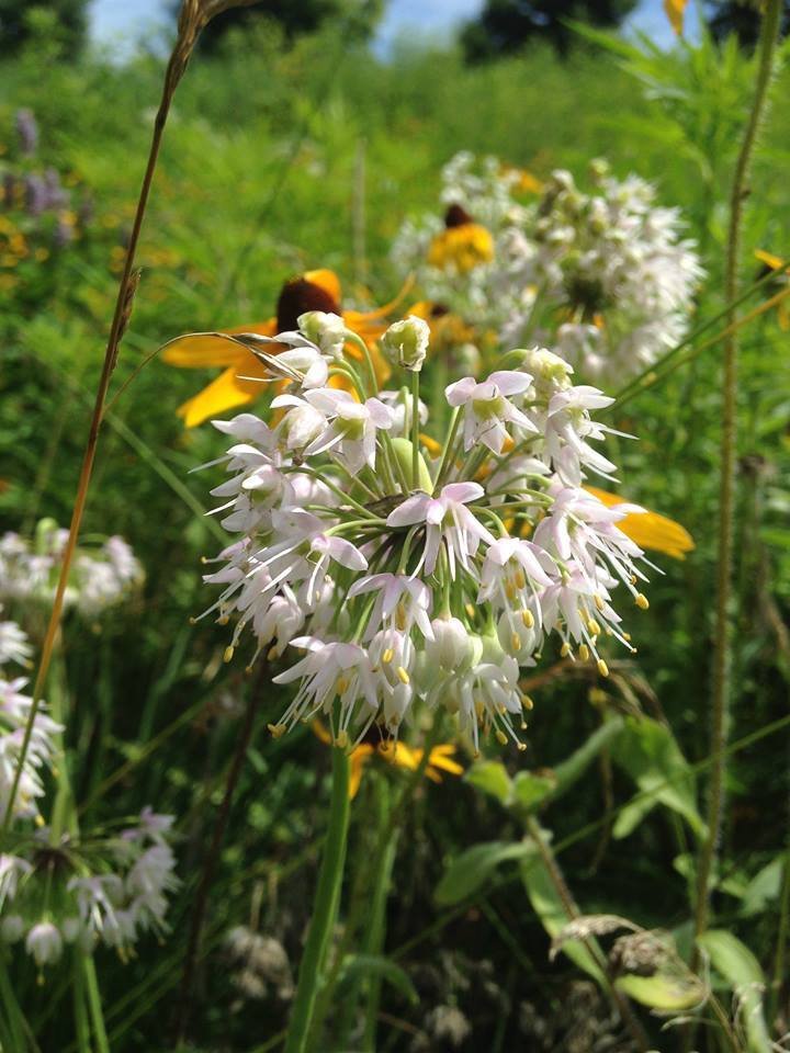 nodding-onion-native-flower Close-up of a nodding onion flower (Allium cernuum) just beginning to open, showing delicate pink nodding blooms.
