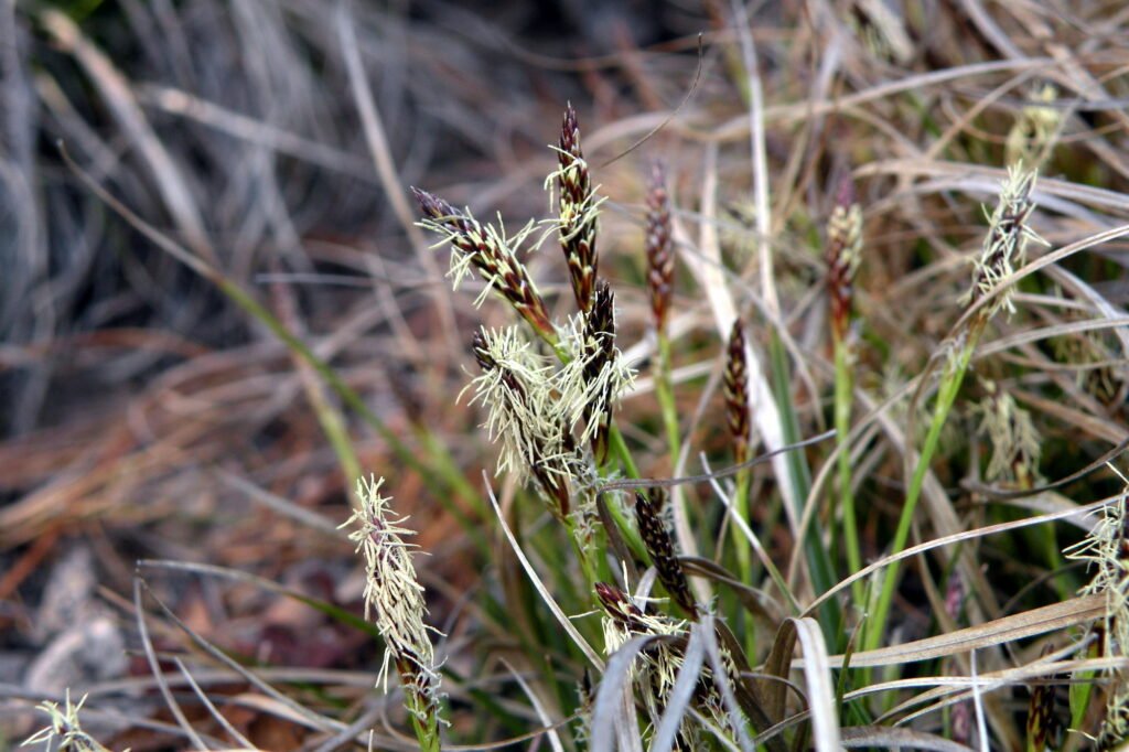 Close-up of Pennsylvania sedge (Carex pensylvanica) showing slender green flower heads rising above fine-textured, arching foliage.