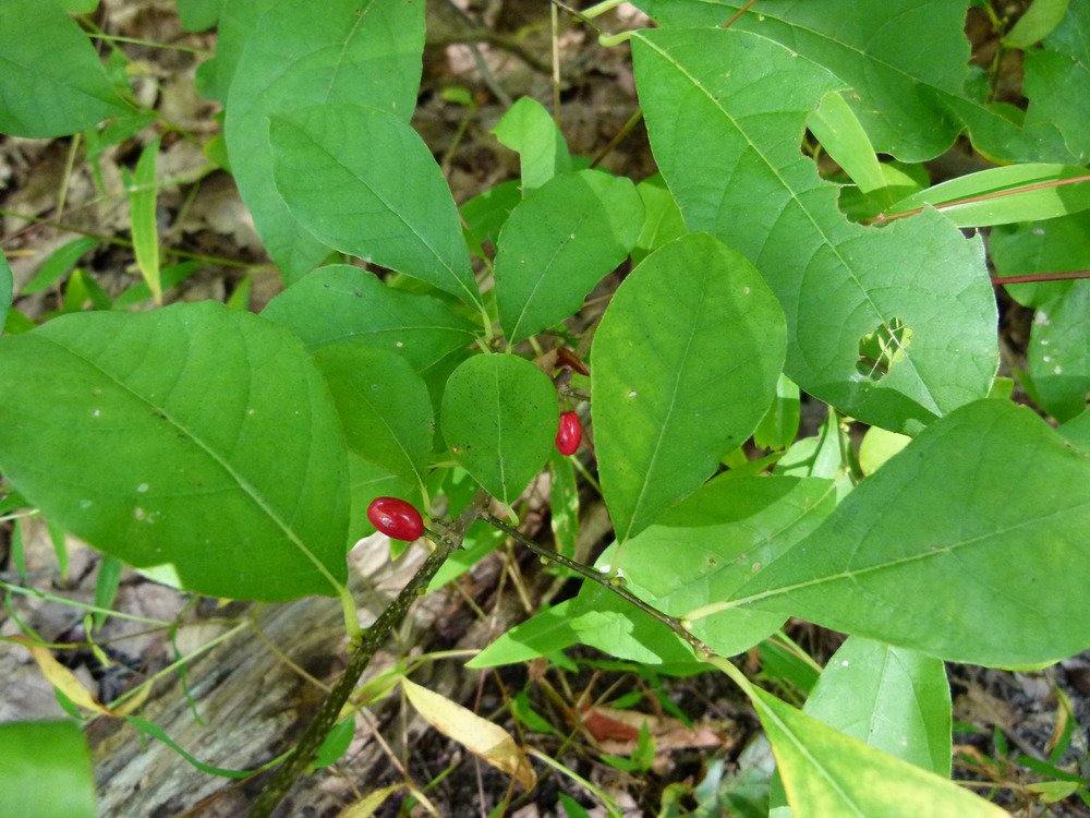 Red berries and ovate leaves of a spicebush shrub.