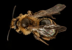 Andrena arabis female mining bee, dorsal view showing thorax and abdomen, Beltsville MD.