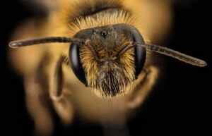 Andrena arabis female mining bee, frontal view highlighting facial features, Beltsville MD.