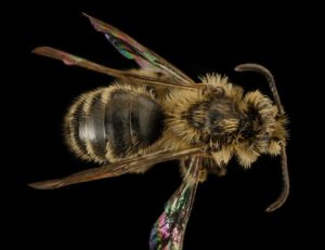 Andrena arabis male mining bee, dorsal view highlighting thorax and abdomen, Beltsville MD.