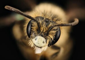 Andrena arabis male mining bee, frontal view showing facial features, Beltsville MD.