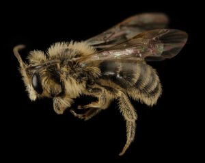 Andrena arabis male mining bee, lateral side view showing wing and leg positioning, Beltsville MD.