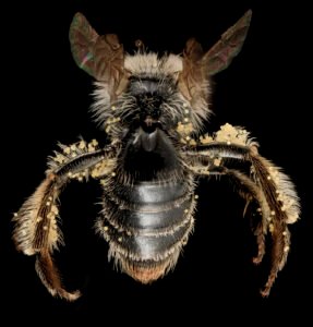 Female Andrena distans viewed from the back, showing body hair and wing structure.