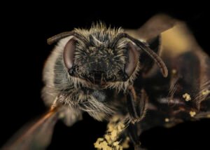 Front-facing view of female Andrena distans, showing facial structure and antennae.