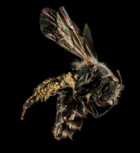 Side view of female Andrena distans, emphasizing body profile and wing positioning.