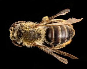 Female Andrena helianthi viewed from above, showing thorax and abdomen hair for pollen collection.