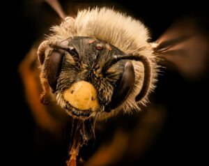 Front-facing view of female Andrena helianthi, displaying antennae and facial features.