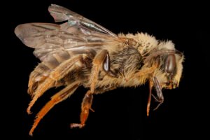 Side view of female Andrena helianthi, showing full body profile and wing positioning.