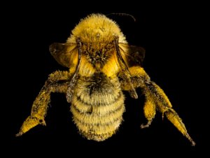 Female Andrena hirticincta viewed from above, showing thorax and abdomen hair for pollen collection.