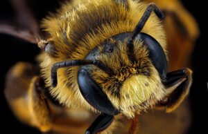 Close-up of male Andrena rudbeckiae face showing pale clypeus and facial hair patterns.