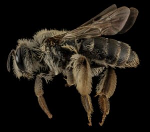 Andrena simplex female mining bee, lateral view showing wings and legs, Westmoreland County VA.