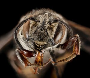 Female Coelioxys alternata cuckoo bee close-up of face showing sharp mandibles and dense facial hairs.