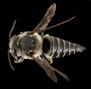 Female Coelioxys rufitarsis cuckoo bee side view showing pointed abdomen and compact body.