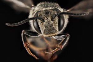 Female Coelioxys rufitarsis cuckoo bee close-up of face showing sharp mandibles and dense facial hairs.