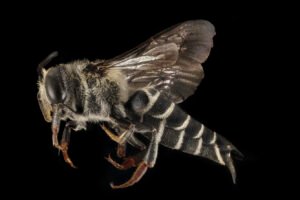 Female Coelioxys rufitarsis cuckoo bee dorsal view showing tapered abdomen and patterned wings.