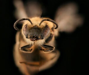 Female Colletes aestivalis face close-up showing compound eyes and facial hairs, Rockingham County, Virginia.