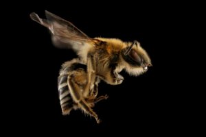 Female Colletes aestivalis cellophane bee right side view showing banded abdomen and dense facial hairs.