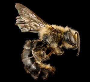 Male Colletes aestivalis side profile showing slender body and lack of pollen-carrying structures, Shenandoah National Park, Virginia.