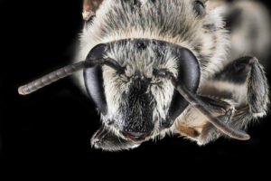 Male Colletes latitarsis face close-up showing compound eyes and facial hairs, Baltimore, Maryland.