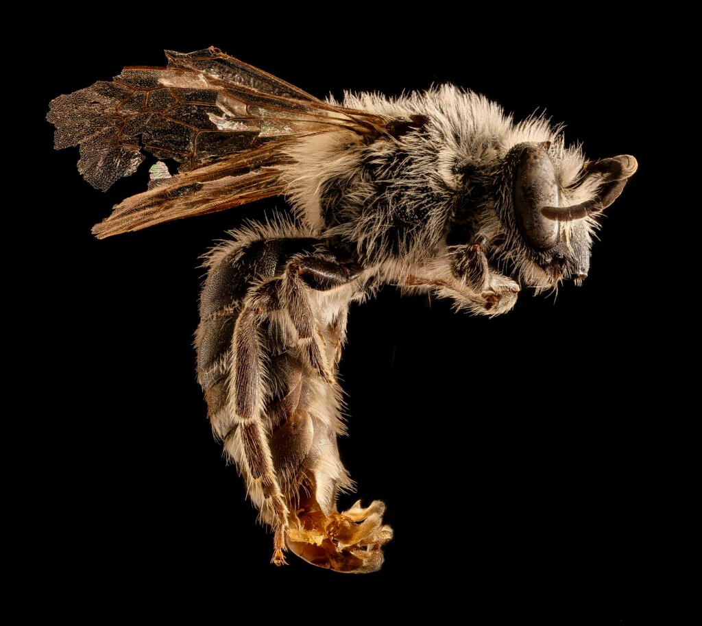Male Colletes willistoni right side profile showing slender body and hair distribution, Hooker County, Nebraska.