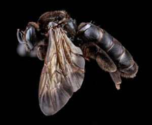 Female Dieunomia heteropoda shown from the left side, displaying elongated legs, abdomen shape, and wing position.