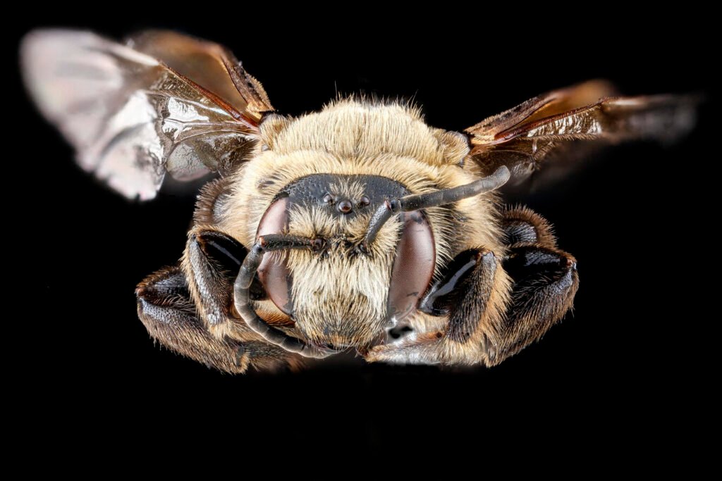Frontal close-up of Dieunomia heteropoda showing facial features, antennae, and eye placement.
