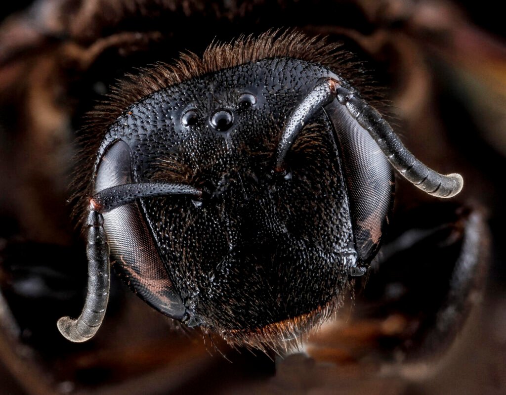 Close frontal view of female Dieunomia heteropoda showing facial structure, antennae, and compound eyes.