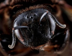Close frontal view of female Dieunomia heteropoda showing facial structure, antennae, and compound eyes.