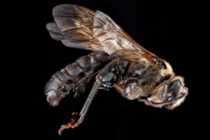 Male Dieunomia heteropoda shown in side profile, revealing slimmer body shape and leg structure.