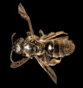 Female Dufourea novaeangliae viewed from above, showing slender body form and folded wings.