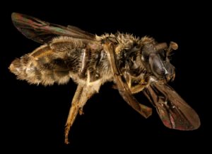Side profile of female Dufourea novaeangliae showing abdomen contour, legs, and wing alignment.